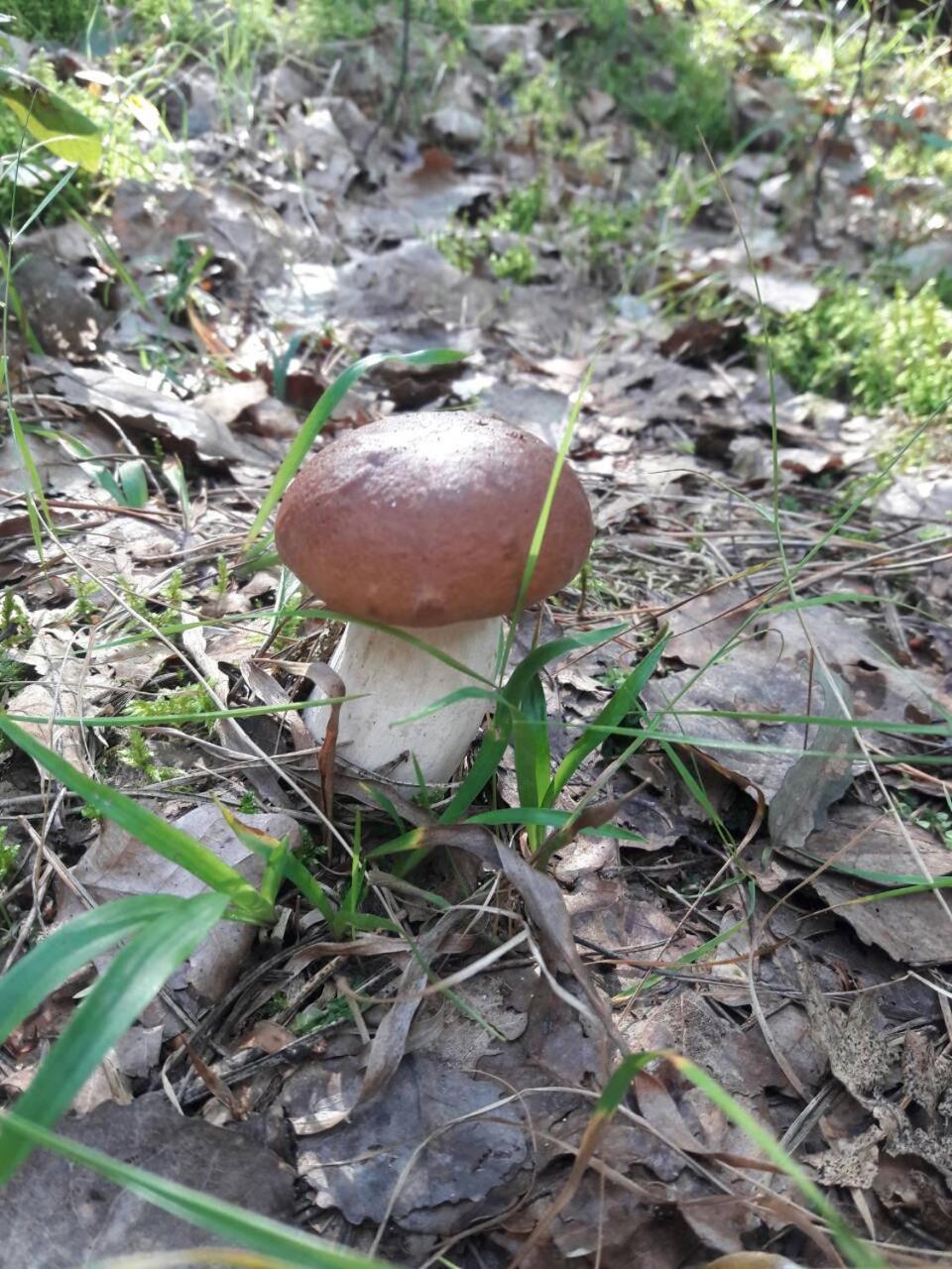 Pulemets Лазурний Берег מראה חיצוני תמונה